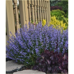 nasiona Kocimiętka lawend-niebies szt.10 Flxx132